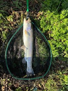 Rainbow Trout
