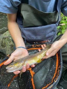 Brown Trout