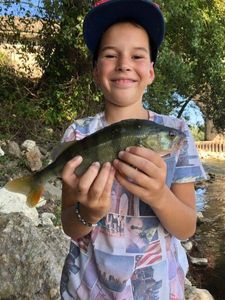 European Perch
