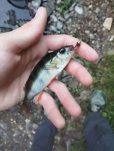 European Perch