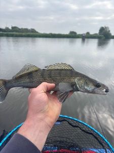 Zander