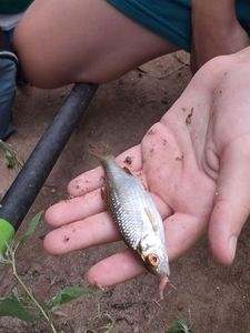 Roach