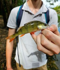 European Perch