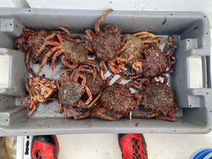 European Spider Crab