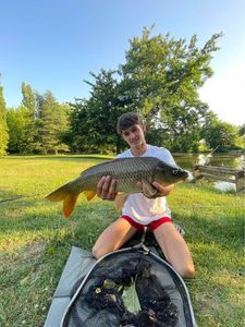 Common Carp