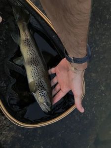 Brown Trout
