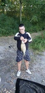 Common Bream