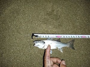 European Bass (Seabass)