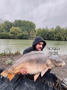 Mirror Carp
