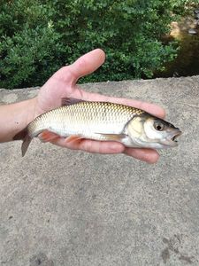 Chub