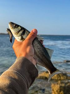 European Bass (Seabass)