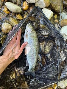 Rainbow Trout