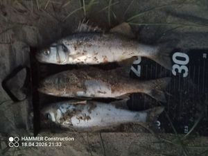 European Bass (Seabass)