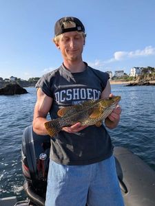 Ballan Wrasse