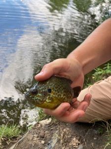 Green Sunfish