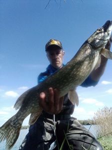 Northern Pike