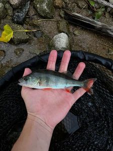 European Perch