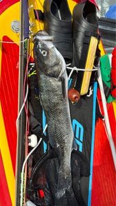 European Bass (Seabass)