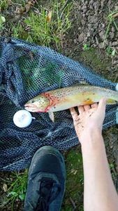 Brown Trout