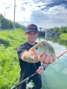 European Perch