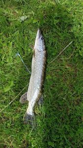 Northern Pike