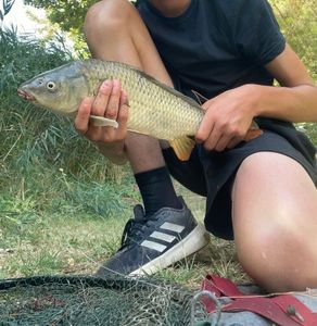 Common Carp