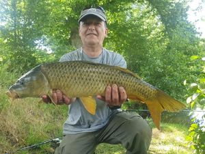 Common Carp