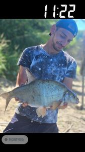 Common Bream