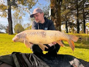 Common Carp