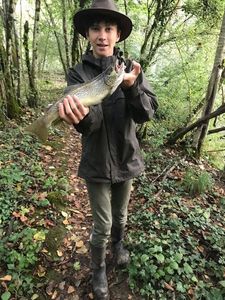 Brown Trout