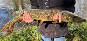 Northern Pike