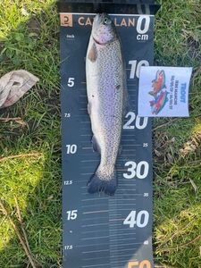 Rainbow Trout