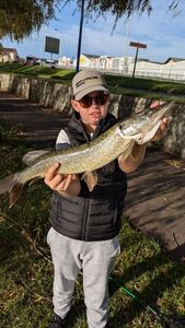 Northern Pike