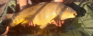 Leather Carp
