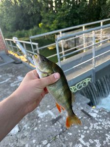 European Perch