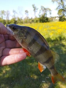 European Perch