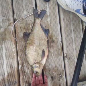 Common Bream
