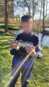 Rainbow Trout