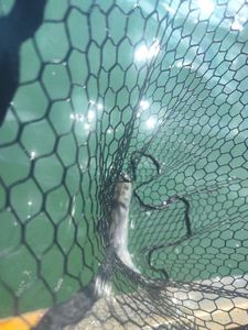 European Bass (Seabass)