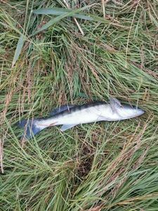 Zander