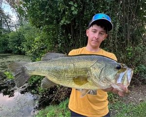 Largemouth Bass