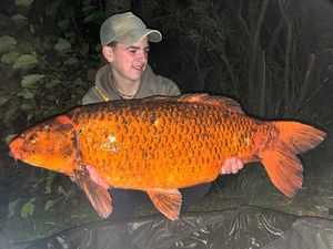Koï Fish