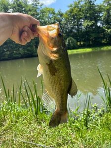 Smallmouth Bass