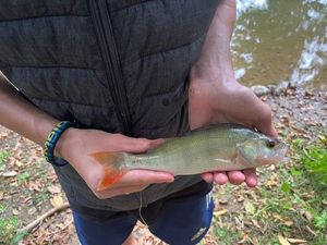 European Perch