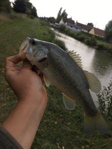 Smallmouth Bass