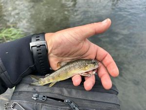 Brown Trout