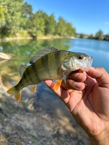 European Perch