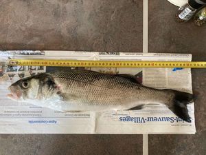 European Bass (Seabass)