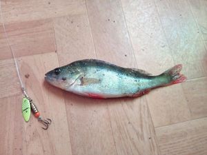 European Perch