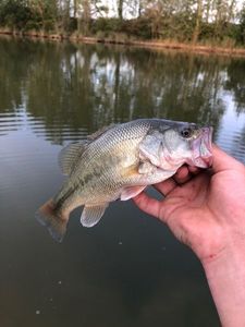 Largemouth Bass